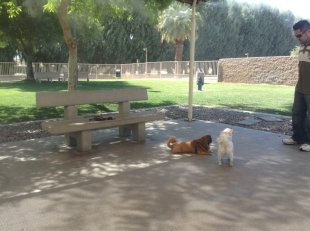 dogs at the park in Palm Desert