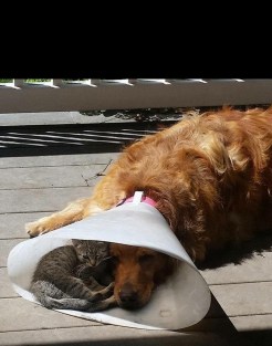 dog in recovery with cat